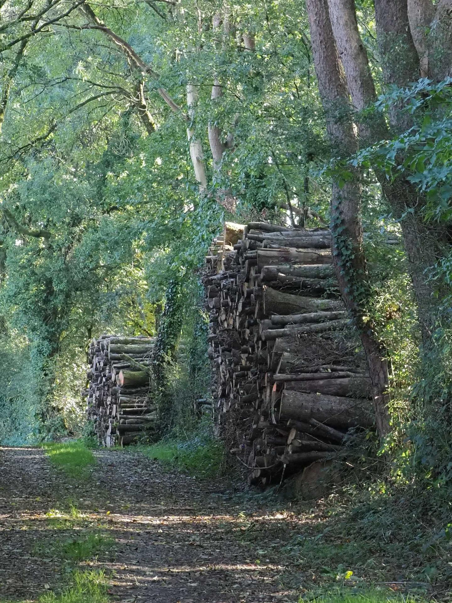 l'exploitation de bois