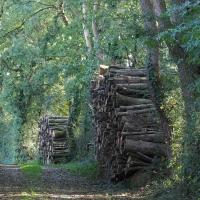 l'exploitation de bois